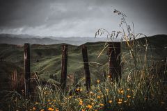 Wild-Flowers-The-Forgotten-Highway-NZ