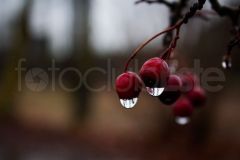 48_RainDrops